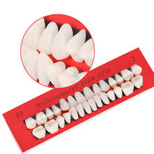 Modelo anatômico de dentes para dentistas, modelo de dentaduras para substituição de dentes, modelo adulto permanente de dentista, modelo anatômico de dentes, 1 conjunto com 28 peças 2024 - compre barato