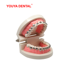 New Tooth Dental Model Orthodontic Teeth Model For Studying Teaching Ortho Modeling Medical Dentist Oral Care Dentistry Products 2024 - buy cheap