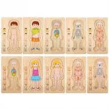 Wooden Human Body Puzzle Toys Boys Girls Body Structure Wooden Multi-layer Puzzles Early Educational Toys For Children Kids 2024 - buy cheap
