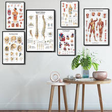 G036 Art Decor Anatomical Chart Human Body Anatomy Medical Wall Art Canvas Painting Silk Poster 2024 - buy cheap