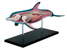 Modelo de anatomía Animal de delfín 4d, Esqueleto, ayuda de enseñanza médica, equipo de Educación de laboratorio, rompecabezas maestro, juguete de ensamblaje 2024 - compra barato