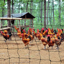 Red para pájaros de jardín, soporte de malla gruesa para exteriores, huerto, plantas, frutas, bayas, flores, protección contra escalada y más malla de nailon 2024 - compra barato