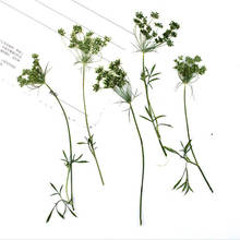 120pcs Side Pressed Dried Ammi Majus Flower With Stalks Plants Herbarium For Times Gems Jewelry Postcard Phone Case Bookmark DIY 2024 - buy cheap
