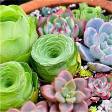 Mini Plants Vivid Cactus Succulent Home Decoration Bonsai Plant with Vase for Office Table Indoor Plants 100pcs 2024 - купить недорого