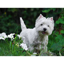 Completo quadrado/redondo 5d diy pintura de diamante west highland white terrier bordado de diamante venda decoração de mosaico de strass 2024 - compre barato