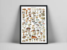 Botanical Educational Poster Mushrooms Identification Reference Chart Diagram Illustration Classroom Wall Art Canvas Painting 2024 - buy cheap