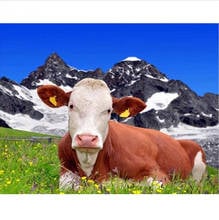 5D DIY Алмазная картина Daimond картина молочная корова полная квадратная Круглая Мозаика Стразы Алмазная вышивка Настенная Наклейка украшение 2024 - купить недорого