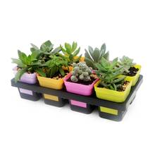 8 Cells Grid Plastic Flowerpot Plant Pot Succulant Planter Seed Tray for Cactus Succulant Bean Sprouts Seedlings Small Flowers 2024 - buy cheap