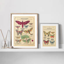 Butterfly Insect Vintage Poster Papillons Print Canvas Painting Biology Education Wall Art Picture Modern Study Room Decoration 2024 - buy cheap