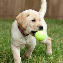 Bola de mastigar para cachorro, brinquedo interativo para animais de estimação do meu cachorro, suprimentos para o ar livre, bola de gatilho, torneios de esportes 2024 - compre barato