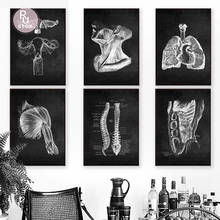 Arte de anatomia humana moderna, imagem de arte de parede, esqueleto muscular, poster educacional, pintura em tela para decoração de casa e escritório 2024 - compre barato