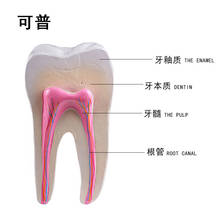 Human anatomy Molar enlargement model  Healthy large tooth structure Oral dental teaching mold decoration 2024 - buy cheap