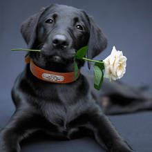 Collar de perro personalizado para perros grandes, etiqueta de dirección personalizada grabada, arnés para Collar de perro Pitbull Pug, productos para mascotas 2024 - compra barato