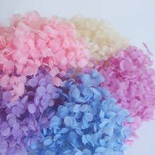 19-20g/Lot Natural Fresh Preserved Flowers Dried Hydrangea Flower Head For DIY Real Eternal Life Flowers Wedding Decor Material 2024 - buy cheap