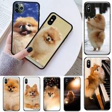 Чехол для телефона с изображением Померанской собаки для iPhone 11 12 mini pro XS MAX 8 7 6 6S Plus X 5S SE 2020 XR 2024 - купить недорого
