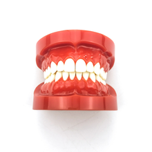 Teeth Model Adult Standard Natural size model-red Teaching Research teeth Model M7004 2024 - buy cheap