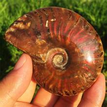 1pcs AAAA Madagascar natural shell fossil raw stone Jurassic fossil ammonites fossil red light beautiful 2024 - buy cheap