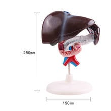 1:1 Life Size Human Medical Anatomical Liver Duodenum Pancreas Model Surgery Medical Tools Mannequin Body 2024 - buy cheap