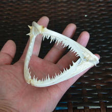 1Pcs Real skull Anglerfish Fish mouth bone skull Animal skull specimen 2024 - buy cheap