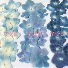 120 piezas prensadas serie Azul Hortensia seca Macrophylla flor plantas herbario para joyería funda de teléfono marcapáginas fabricación DIY 2024 - compra barato
