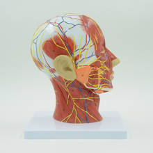 muscle and nerve blood vessel, head section brain, human anatomy model. School medical teaching Human,skull with 2024 - buy cheap