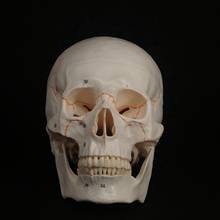 1:1 Numbered Human Head Skull Model Skeleton Medicine Anatomy Teaching Supplies 2024 - buy cheap