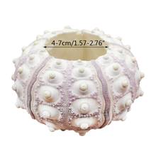 Air Plants Sea Urchin Tabletop Tillandsia Holder Miniature Gardening Decorations HX6D 2024 - buy cheap