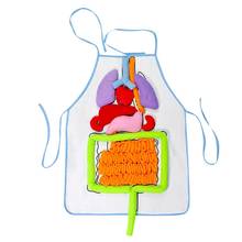 Kids Anatomy Apron Human Body Organs Awareness Educational Insights Toys for Children Preschool Science Homeschool Teaching Aids 2024 - buy cheap