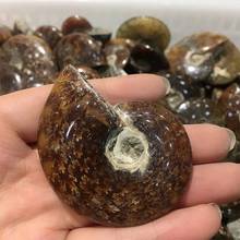 MOKAGY 4CM-5CM Natural Small Conch Fossils Quartz Stone Crystal Decorations 1pc 2024 - buy cheap