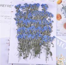 60pcs Pressed Dried Myosotis Flower With Stem Plants Herbarium For Epoxy Resin Jewelry Making Face Makeup Nail Art Craft DIY 2024 - buy cheap