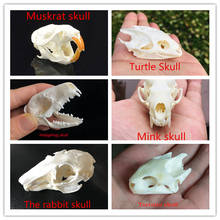6 kinds of combinations 1:1 exquisite natural and exquisite animal skulls. Real animal skull decoration teaching for collection 2024 - buy cheap