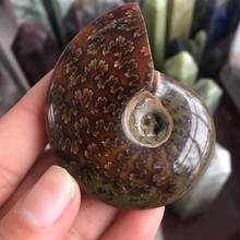 MOKAGY 60mm-70mm Natural Polished Ammonite Snail Fossil Mineral Specimens for Feng Shui 1pc 2024 - buy cheap