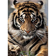 Diamond Embroidery 5D DIY Diamant Painting Tiger Full Square/Round Drill Mosaic Painting Cross Stitch Decoration Gift Art 2024 - buy cheap