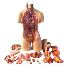 Modelo anatômico humano de 45/55cm, órgão removível para ensino de medicina, torso humano, diagrama com estrutura de 19/23 peças 2024 - compre barato