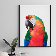 Pintura en lienzo con estampado de loro, cuadro de arte de pared de pájaro Tropical, póster exótico, imagen de fotografía de pájaro Ara, decoración de la habitación del hogar 2024 - compra barato