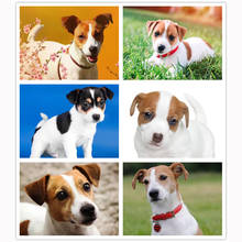 Full Square/Round Drill 5D DIY Diamond Painting Animal Dogs Cub Jack Russell Terrier Diamond Embroidery Cross Stitch Home Decor 2024 - buy cheap