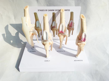 Veterinary Canine Osteoarthritis 4-stage Dog Knee Canine/Dog 4 Stage Knee Arthritis Anatomy Anatomical Model Skeleton 2024 - buy cheap