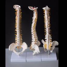 Modelo pélvico de anatomía anatómica humana, columna vertebral, modelo médico, soporte flexible, 45CM 2024 - compra barato