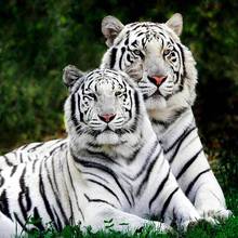 JMINE Div 5D белая Тигровая полная Алмазная краска, наборы для вышивки крестиком, художественная Высококачественная 3D краска для животных, бриллианты 2024 - купить недорого