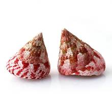 Caracol de fresa Natural rosa, TORRE ROJA, conchas para decoración de peceras, oficina, hogar, colección de adornos, recuerdo, 5-6cm 2024 - compra barato