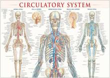 Diagrama de sistema circulatorio humano, impresión artística de Ciencia Educativa, póster de seda, decoración de la pared del hogar 2024 - compra barato