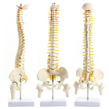 45cm Anatomical Spine Model Pelvic Flexible Model Anatomy Learning Teaching Tool Aids FKU66 2024 - buy cheap