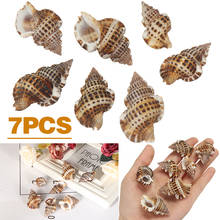 7pcs/set Natural Beautiful Sea Shell Conch Craft  Aquarium Decor Ornament Accessories For Jewelry Making DIY  Mayitr 2024 - buy cheap
