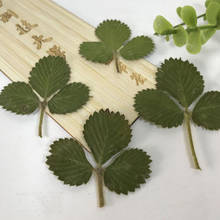 60pcs Dried Pressed Strawberry Leaf Leaves Plants Herbarium For Jewelry Bookmark Phone Case Invitation Card Postcard Making 2024 - buy cheap