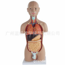 16 Parts Human Torso Visceral Anatomical Model Detachable and Installable 50CM Two-sex Torso Teaching Model 2024 - buy cheap