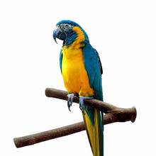 1 peça 25cmpet papagaio bruto garfo de madeira árvore suporte de galho brinquedo hamster galho percas para gaiola de pássaro 2024 - compre barato