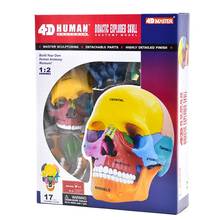 Dental lab Golbe 4D master Human Head Anatomy Medical anatomia Colorful Didactic Exploded Skull model skeleton 2024 - buy cheap