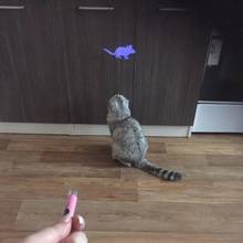 1PCS Funny Pet Cat Toys LED Laser light Pen With Mouse Interactive Holder For Cats Training tool, aluminum and plastic 2024 - buy cheap