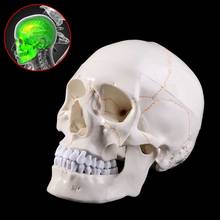Life Size Human Skull Model Anatomical Anatomy Teaching Skeleton Head Studying Teaching Supplies 2024 - buy cheap
