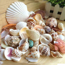 100g/bag Mixed Organic Material Sea Beach Shells Crafts Seashells Aquarium Decor Supplies Photo Props 2024 - buy cheap